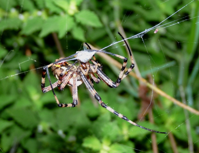 Gli astuti Argyrodes
